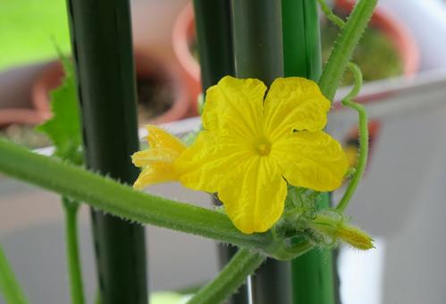Photo, yellow, cucumber, flower, 