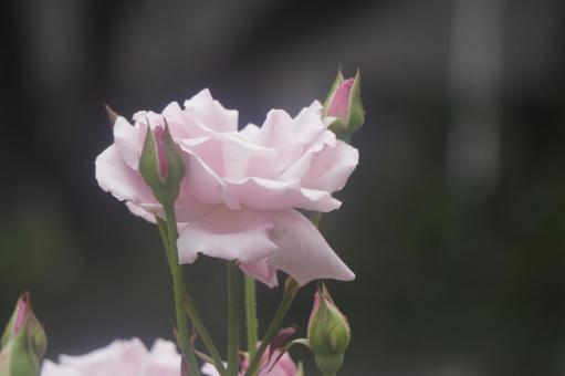 薔薇 薔薇の写真