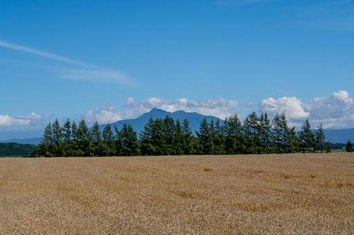 大地を黄金色に染める麦畑と斜里岳 大地を黄金色に染める麦畑と斜里岳 麦秋,麦畑,麦の写真素材