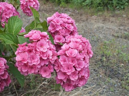 きれいな紫陽花 紫陽花,ピンク色,鮮やかなの写真素材
