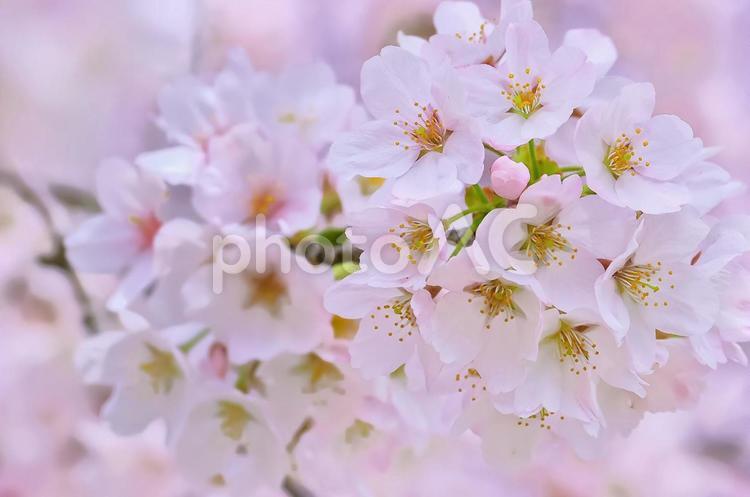 桜の開花イメージ 桜,満開,桃色の写真素材