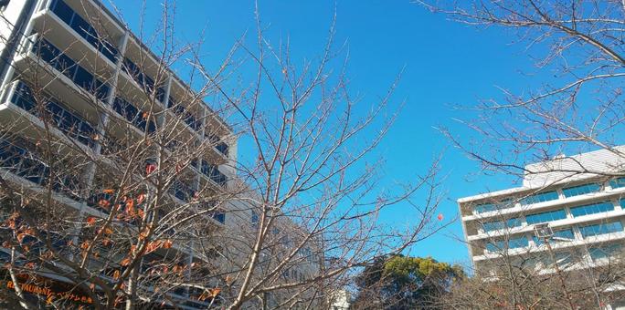 街中- 博多区 街中- 博多区 街中,建物,樹木の写真素材
