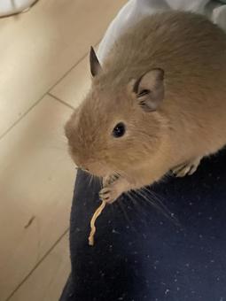 おやつを食べるデグー デグー,デグーマウス,動物の写真素材