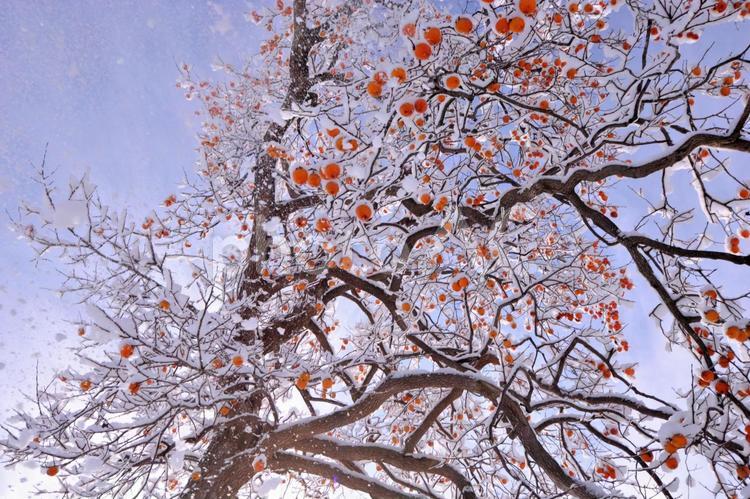 雪柿３ 雪柿,雪,柿の実の写真素材
