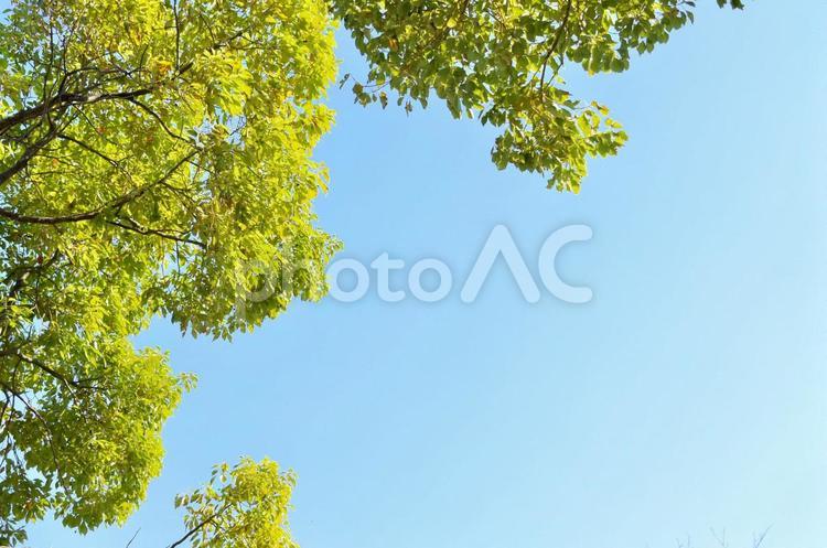 秋の木と青空 空,青空,木の写真素材
