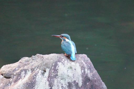 カワセミ カワセミ,翡翠,池の写真素材