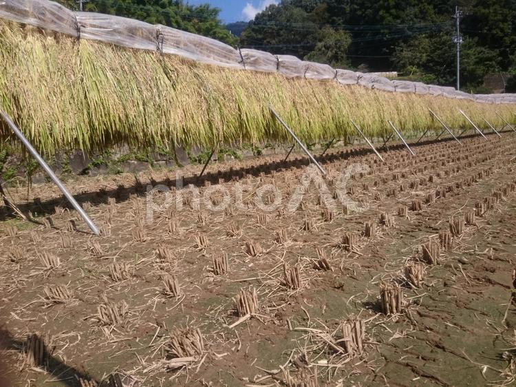 稲刈りが終わった田んぼで稲を天日干し 稲,稲刈り,稲刈り跡の写真素材