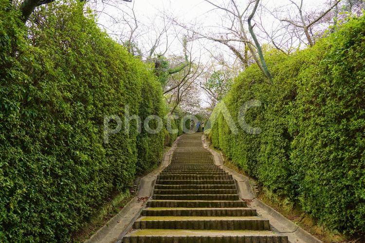 緑に囲まれた階段 階段,舌から,見上げるの写真素材