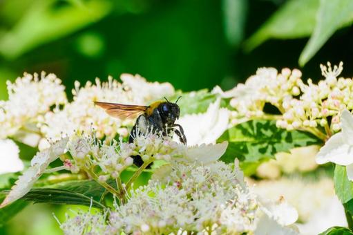 Photo, early summer, bear, honeybee family, 