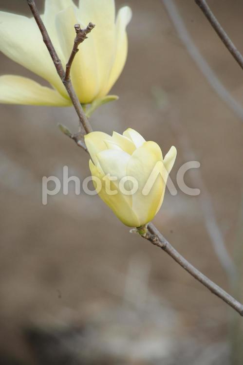 キバナモクレン　エリザベス モクレン,公園,春の写真素材