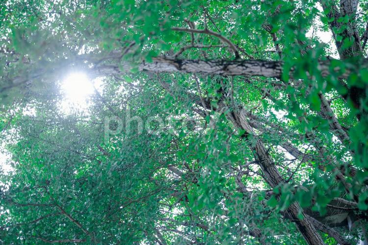 木漏れ日 自然,緑,葉の写真素材