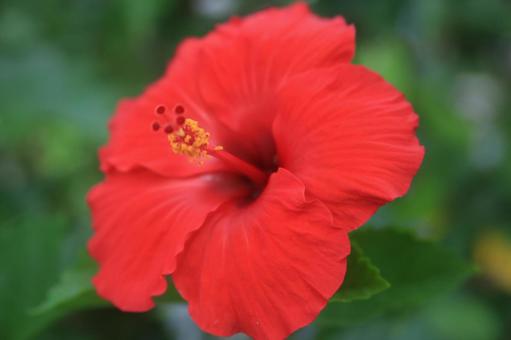 ハワイの花、ハイビスカス満開 ハワイの花、ハイビスカス満開の写真