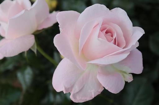 バラ園で淡い色の薔薇を撮りました 花,薔薇,自然の写真素材