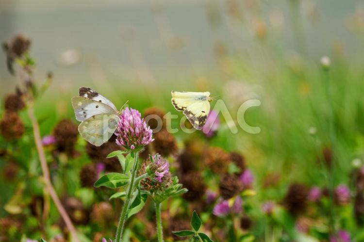 モンキチョウの求愛行動⒁ 蝶,モンキチョウ,昆虫の写真素材