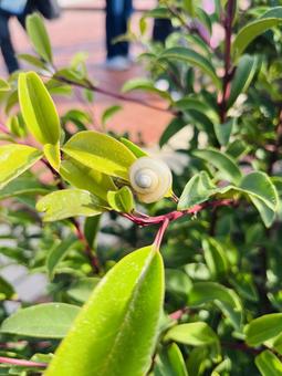 かたつむりの写真