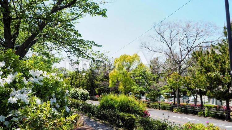なぎさ公園付近の歩道・ツツジ（江戸川区） 春,ツツジ,白色の写真素材