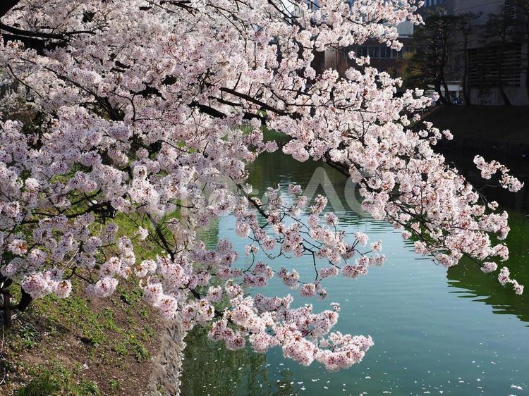 松本城お堀の桜  お堀,春,風景の写真素材