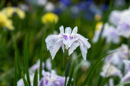 アヤメ 菖蒲,アヤメ,花の写真素材