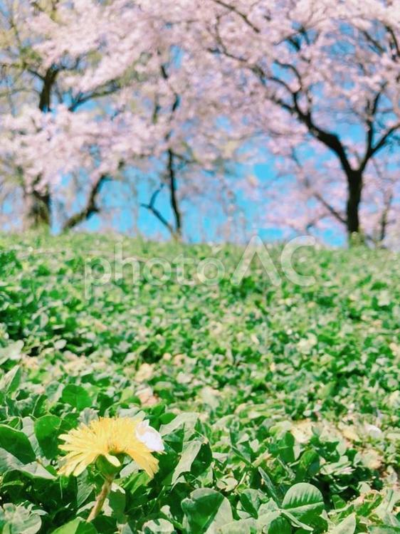 たんぽぽにのった たんぽぽ,タンポポ,桜の写真素材