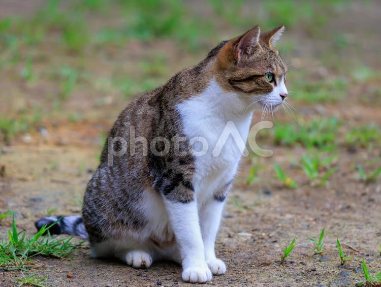 旅先で出会った素敵な野良猫です。 野良猫,地域猫,捨て猫の写真素材