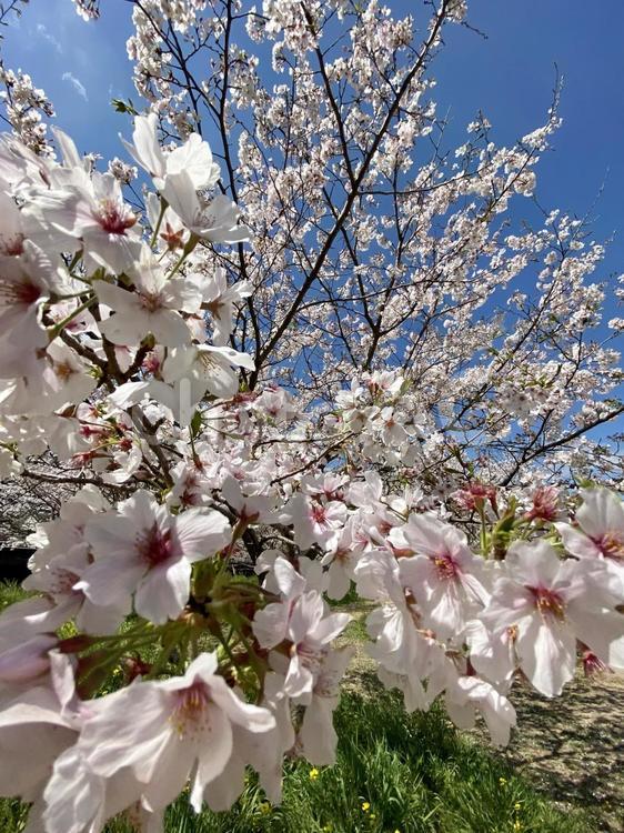 躍動感のあるサクラ 春,さくら,サクラの写真素材