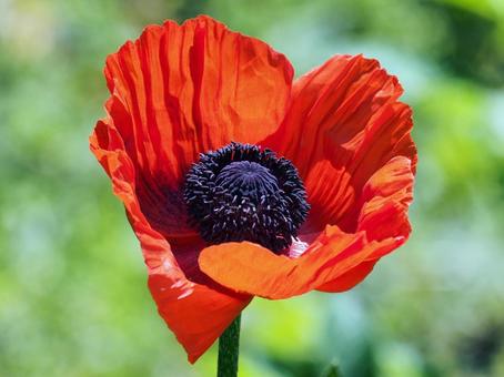 オニゲシ オニゲシ,オリエンタルポピー,芥子の写真素材