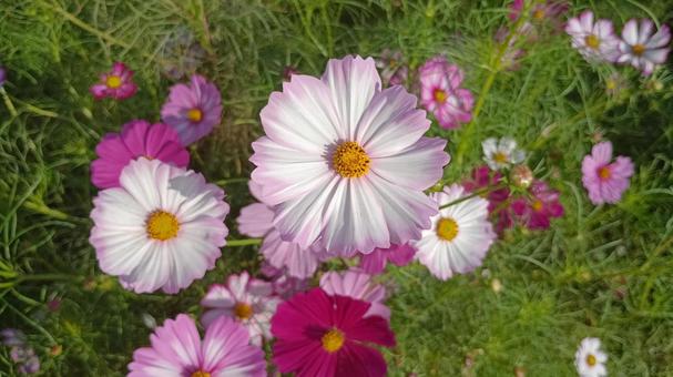早朝のコスモスの花 早朝のコスモスの花の写真