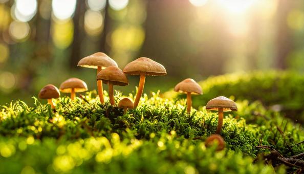 湿った森の地面に生える苔ときのこ 湿った森の地面に生える苔ときのこの写真