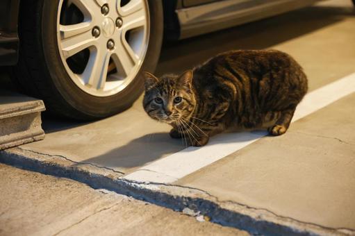 甘えた目つきの野良猫 甘えた目つきの野良猫 保護猫,野良,可愛いの写真素材