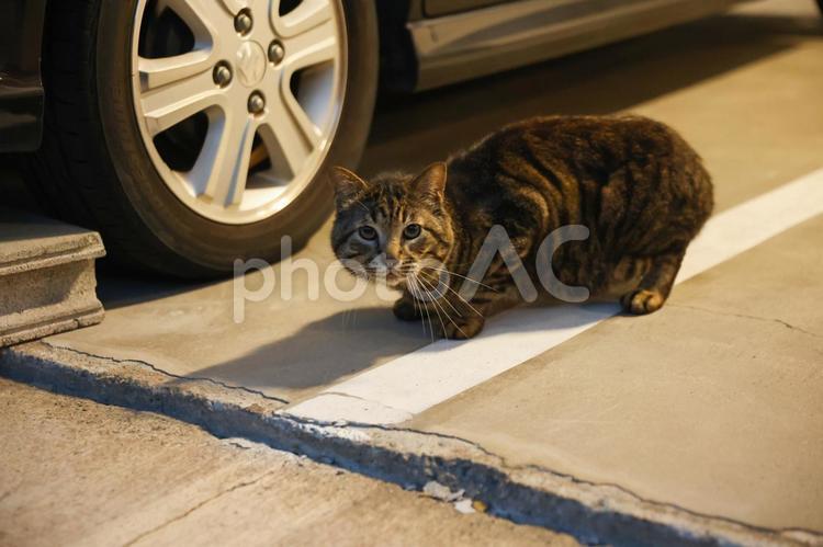 甘えた目つきの野良猫 保護猫,野良,可愛いの写真素材