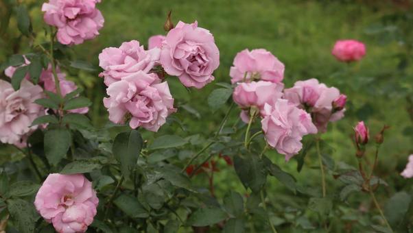 雨上がりの秋バラに恋しての写真