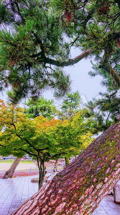 松ともみじ 松,もみじ,風景の写真素材