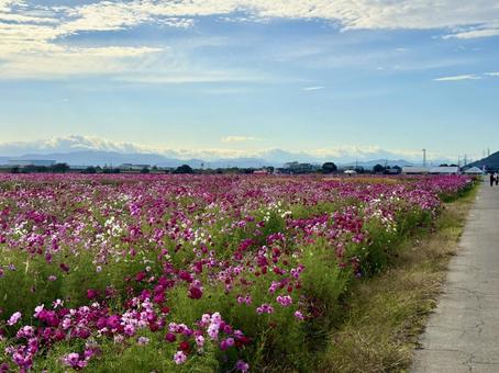 福井県　曇り空と宮ノ下コスモス公苑 福井県,宮ノ下コスモス公苑,曇りの写真素材