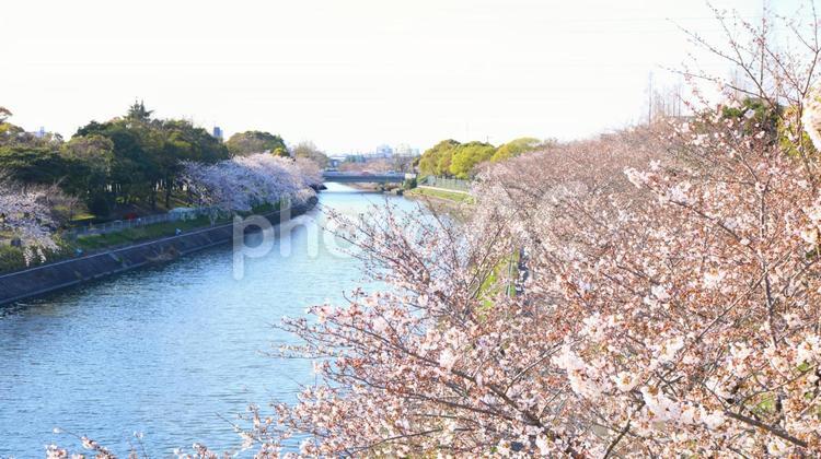 春咲く桜の荒子川公園 さくら,桜,櫻の写真素材
