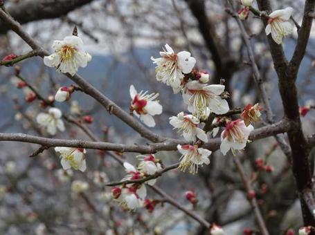 咲き始めの梅の花 咲き始めの梅の花 梅,白梅,花の写真素材
