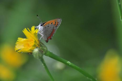 ベニシジミと黄色い花 ベニシジミと黄色い花の写真