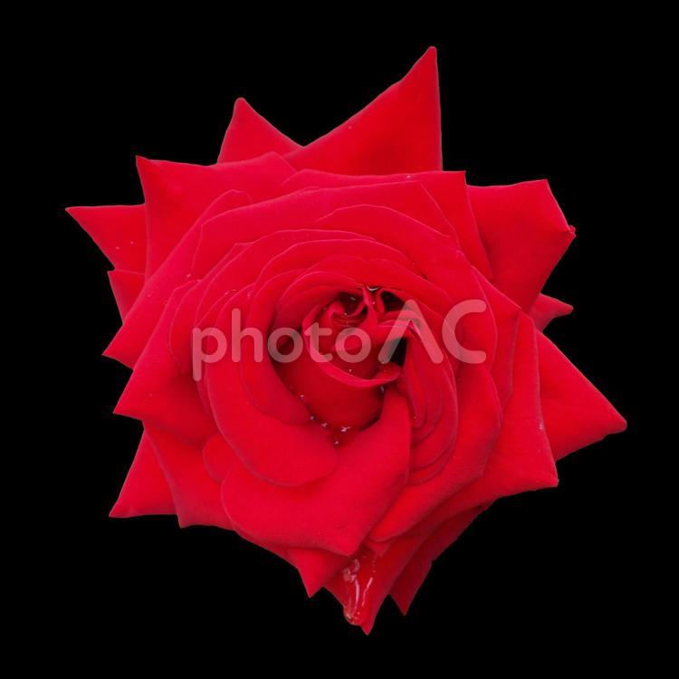 雫が垂れる赤いバラの花　切り抜き黒背景 バラ,ローズ,赤の写真素材