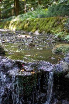 深緑の森を流れる清流の写真