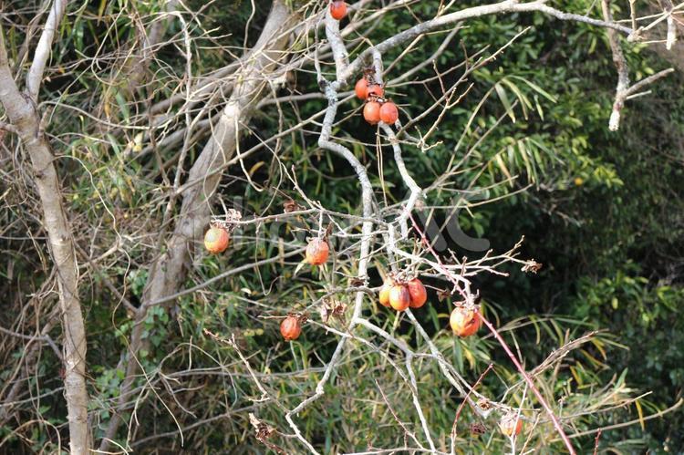 さびしい柿の実 柿,柿の木,山の写真素材