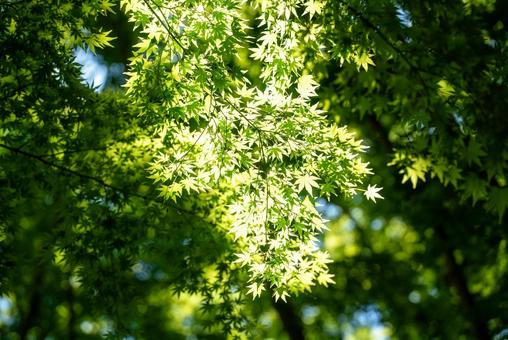 Fresh green maple leaves and sunlight filtering through the trees, JPG Fresh green maple leaves and sunlight filtering through the trees, JPG