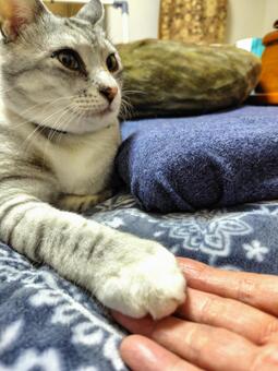そっと手を乗せて ねこ,ニャンコ,しましまの写真素材