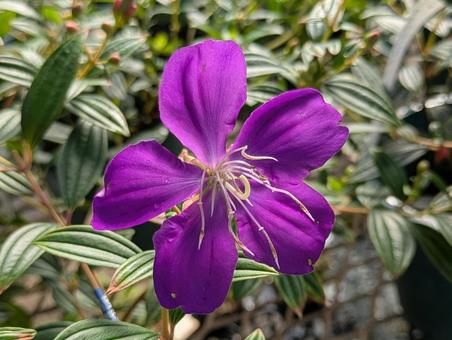 美しい紫の花 美しい紫の花 ノボタン,花,flowerの写真素材