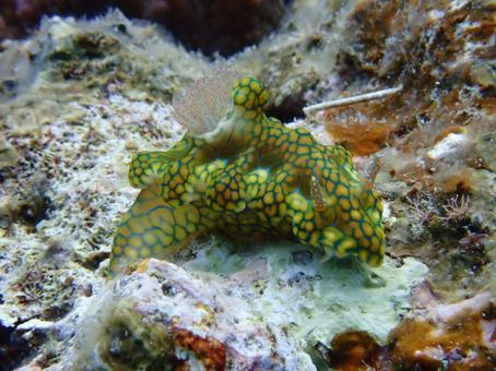 沖縄のウミウシの写真