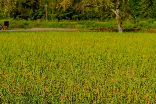 黄金色に実る稲穂の秋の田園風景 黄金色に実る稲穂の秋の田園風景 稲穂,稲刈り前,田んぼの写真素材