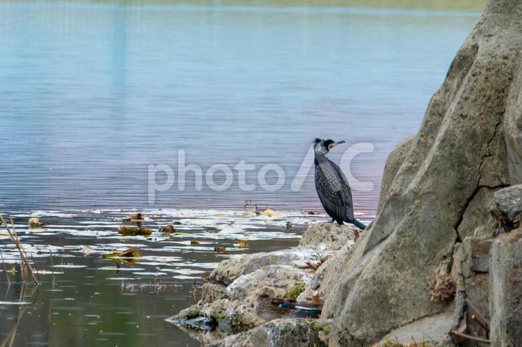 湖畔の岩に佇むカワウ カワウ,鳥,野鳥の写真素材
