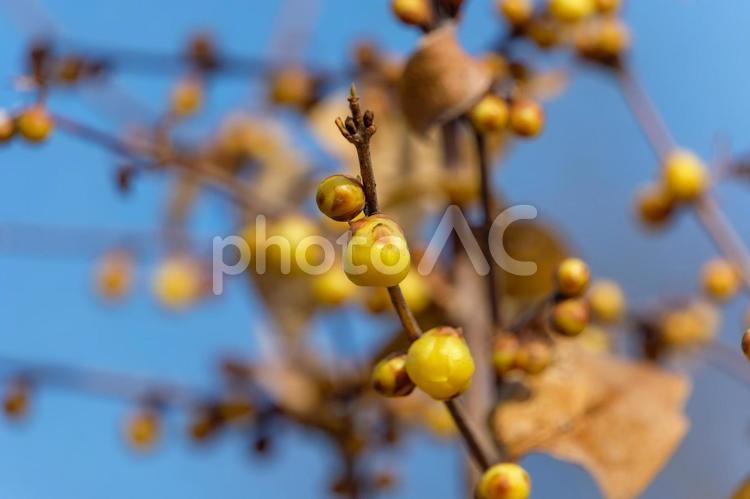 冬空に映える蝋梅のつぼみ 蝋梅,花,花びらの写真素材