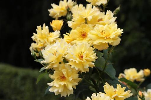 Rose, JPG