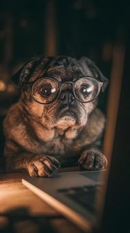 デスクワークに励むユニークなメガネ犬 デスクワークに励むユニークなメガネ犬の写真