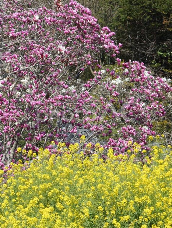 木蓮と菜の花 木蓮,もくれん,菜の花の写真素材