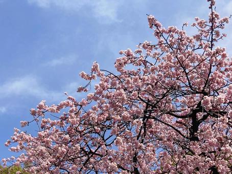 桜 桜の写真